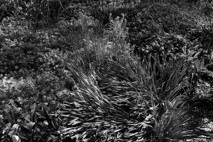 Jano Cohen: Profusion