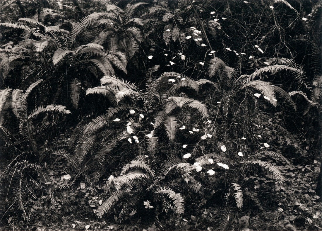 Mark Citret: Ferns, Lagunita Creek: Mark Citret: Ferns, Lagunita Creek, 2012/2013, platinum/palladium print, signed recto, Image size: 4.6"x6.5"; Sheet Size: 7.5"x10".