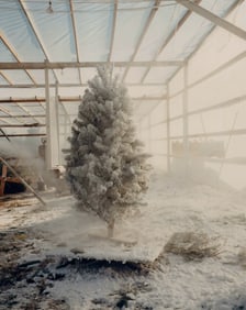 John Harding: Untitled [christmas tree]