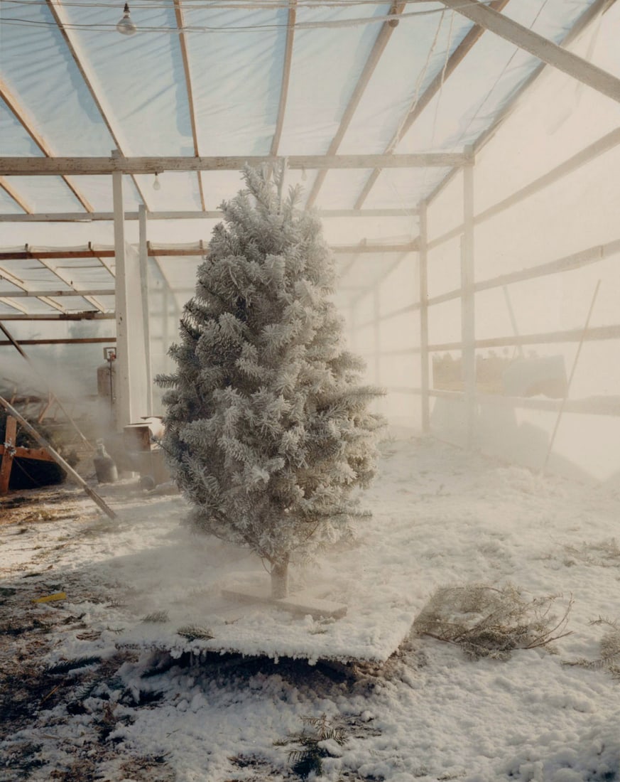 John Harding: Untitled [christmas tree] (1 of 1)