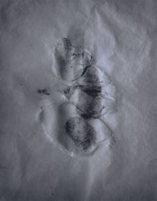 Pradip Malde: Evidence II