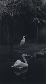 G. Smalley: Untitled [egrets]