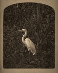 Hank Gans: Everglades Egret