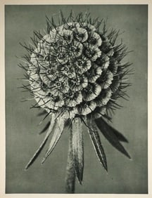 Karl Blossfeldt: Phacelia Tanacetifolia [Plate 91], from Wunder in der Natur