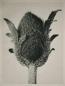 Karl Blossfeldt: Asclepias syriaca - cornuti, Milkweed, Swallow-wort [Urformen der Kunst, Plate 80]