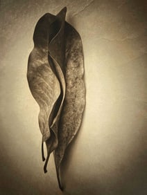 Diana Hooper Bloomfield: Magnolia Leaves, Winter