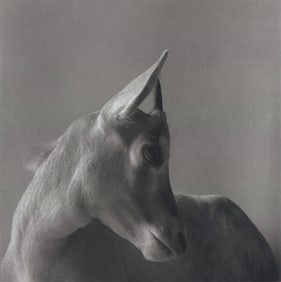 Michael O'Neill: Arabian Oryx
