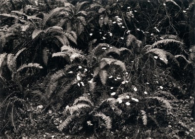 Mark Citret: Ferns, Lagunita Creek