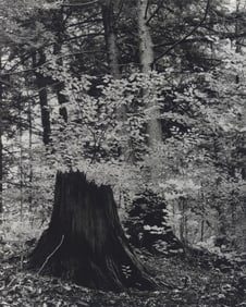 Fred Gruffing (?): Untitled [wooded scene]