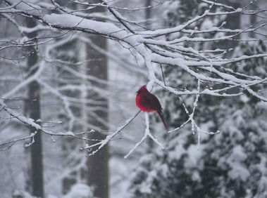 Alvin Gilens: Cardinal on Snowy Branch