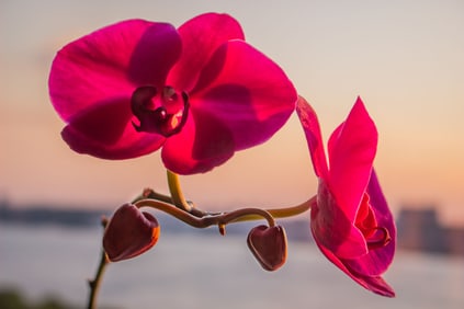Mariette Pathy Allen: Orchid Overlooking the Hudson River