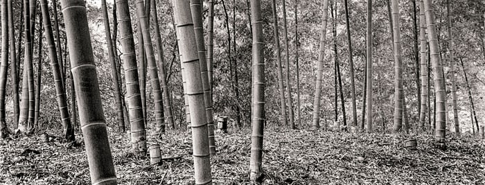 Geir Jordahl: Bamboo Forest, Daichoji, Kanagawa
