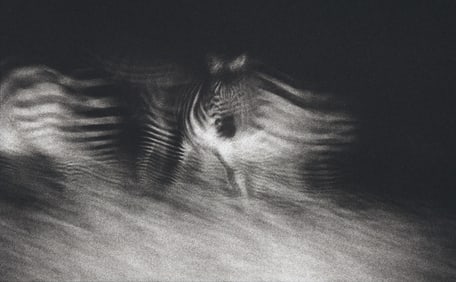 Barbara Singer: Night Zebras