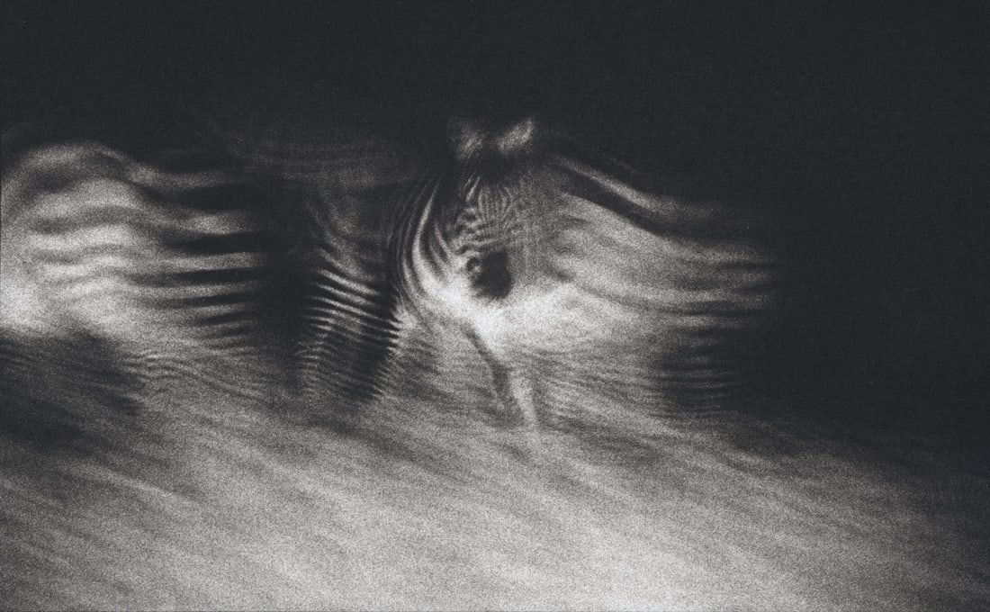 Barbara Singer: Night Zebras: Barbara Singer: Night Zebras, nd, platinum print, ed. 1/25, signed and numbered verso, Image size: 6" x 9.5"; Sheet Size: 18" x 22".
