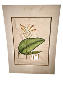 Botanical Illustration of "Canna Denundata Variety" Plant