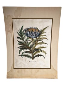 Botanical Illustration of Artichoke Thistle by Basilius Besler