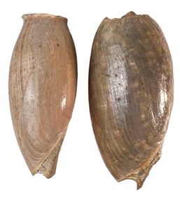 Pair of Melo Melo Shells - Cymbium Olla Glans