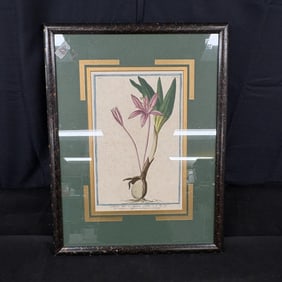 Framed Plant Print Antique