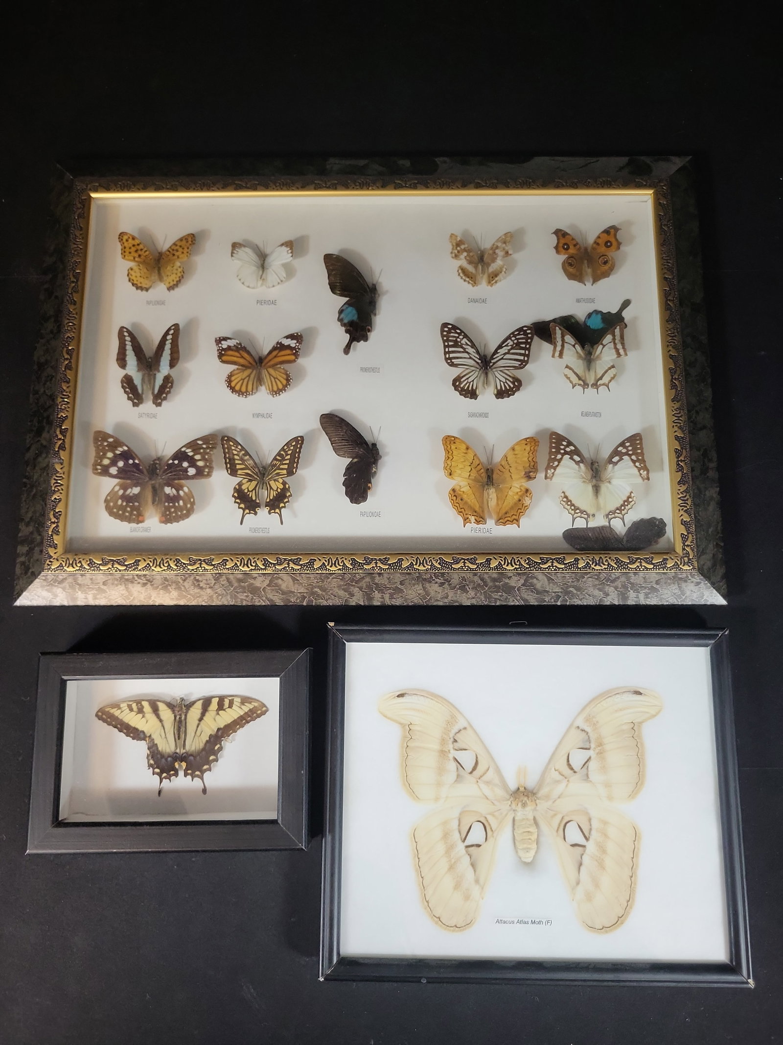 I02943 | A Trio of Framed Lepidoptera Taxidermy Specimen Displays (1 of 5)