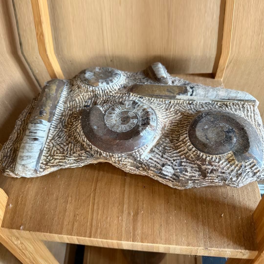 Ammonite Fossil Ornament: Ammonite Fossil Decorative Piece Dimensions: Approximately 20 cm x 35 cm Condition: Due to long-term storage, the surface has accumulated dust and lint. These can be removed with a soft cloth. There