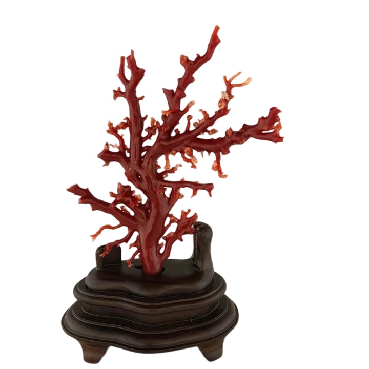 Natural Blood Red Coral Raw Wood 257KN: Title Natural Blood Red Coral Log 257KN Description Color: Blood Red Dimensions: Maximum Width Approximately 125 mm Maximum Height Approximately 220 mm Material: Ebony Total Weight: Approximately 100 