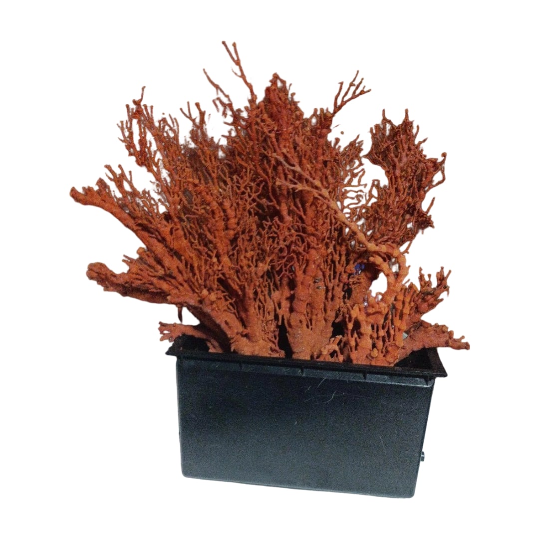 Ryukyu Isobana Coral (1 of 2)