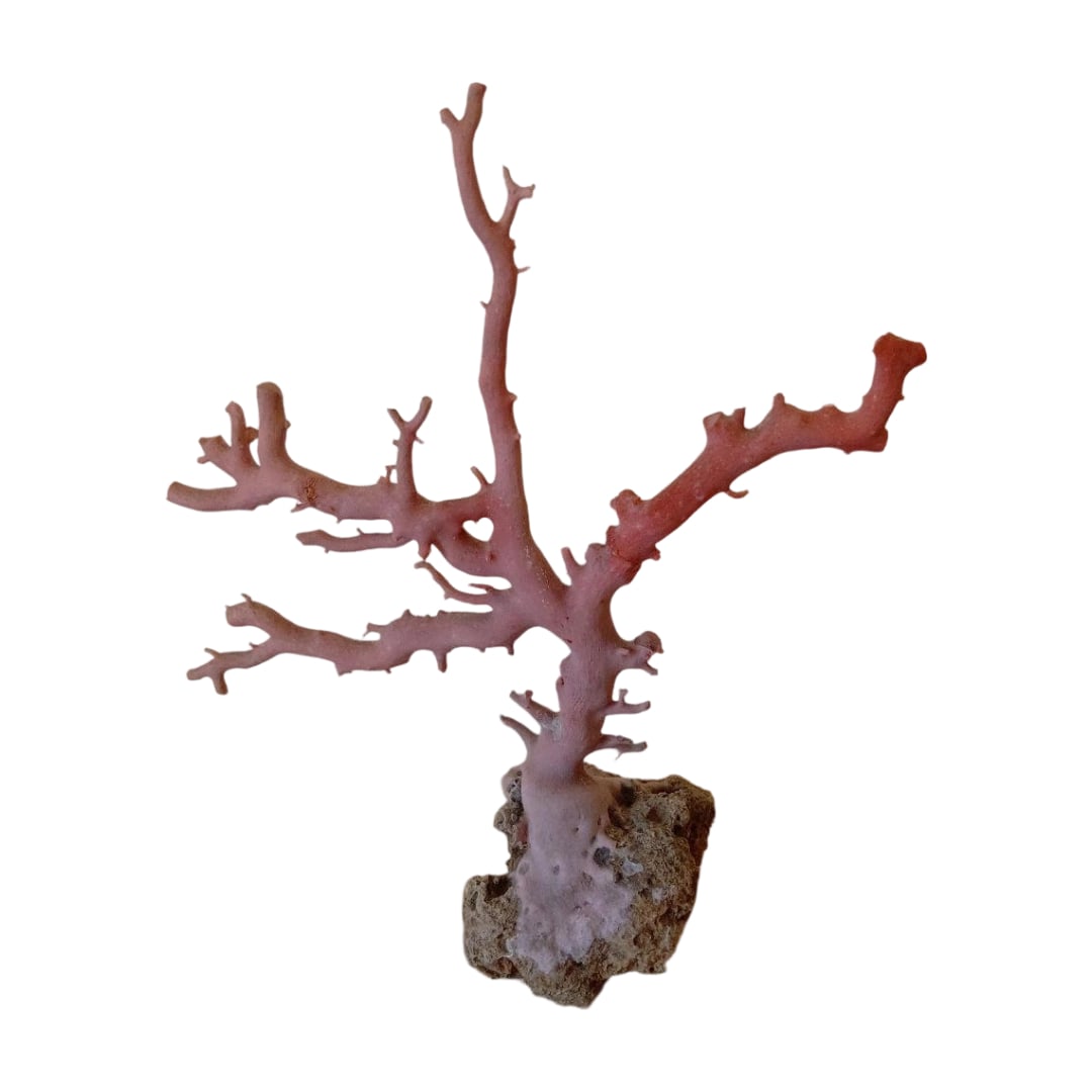 Peach Coral Ornament (1 of 6)