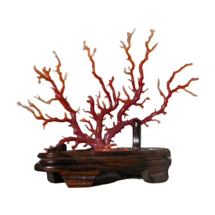 Blood Red Coral Ornament: Title "Blood Red Coral" Ornament Description This is a rare domestic "Blood Red Coral" ornament. Currently preserved in a glass display case. Can be directly used for decoration. Freight: 1.Internatio
