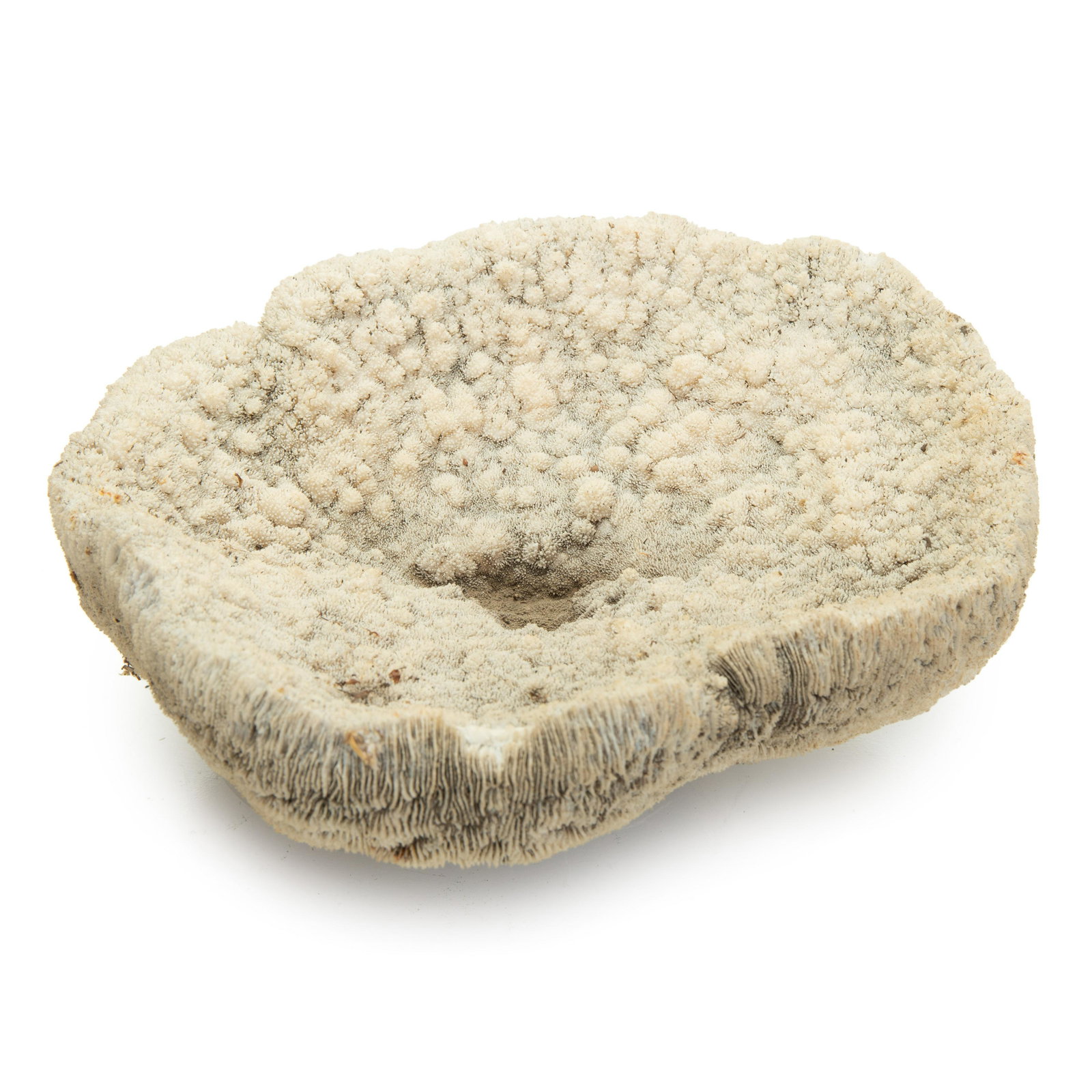 Brain Coral Specimen (1 of 6)