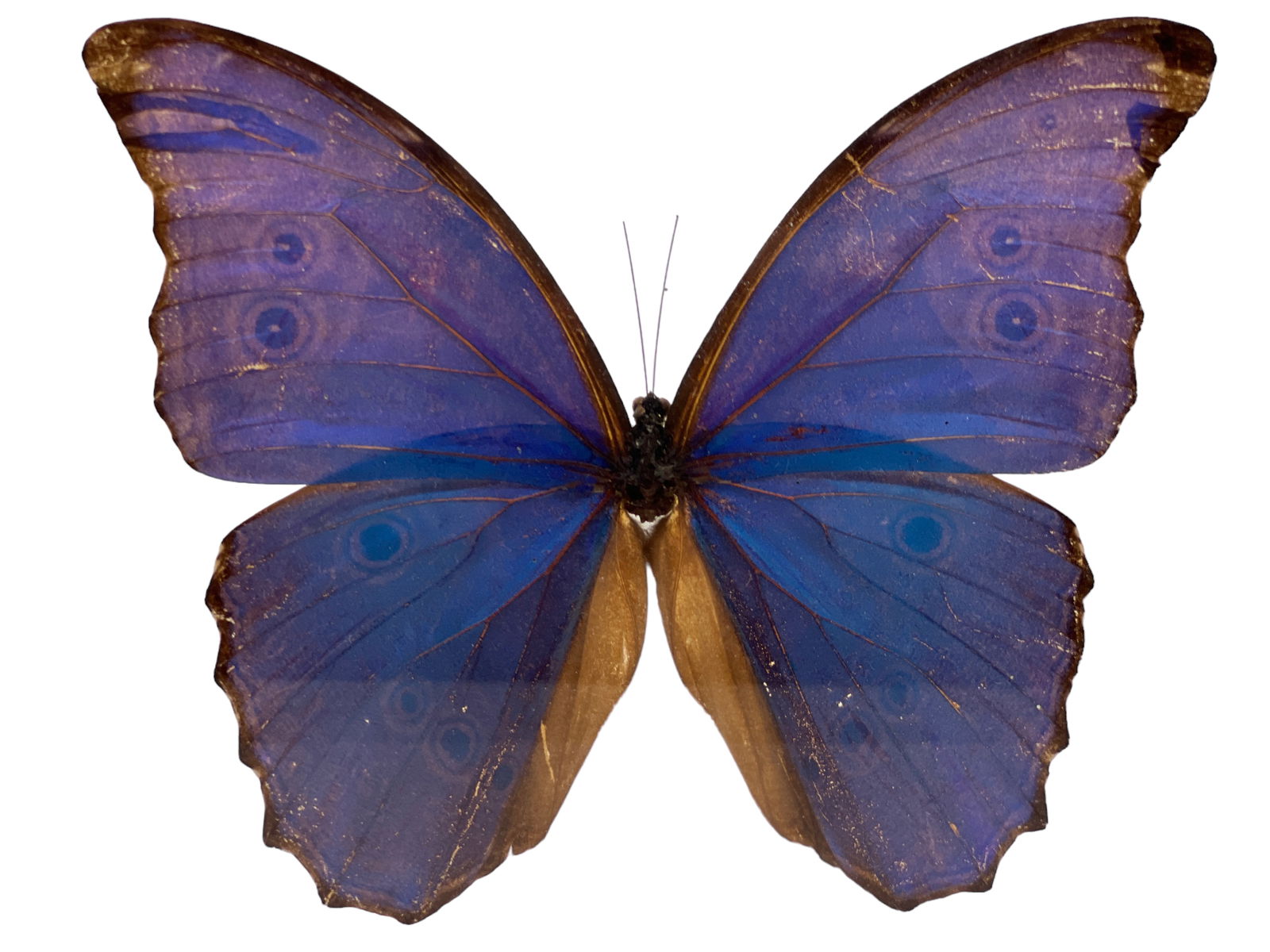 Glass Framed Giant Blue Morpho Butterfly (1 of 4)