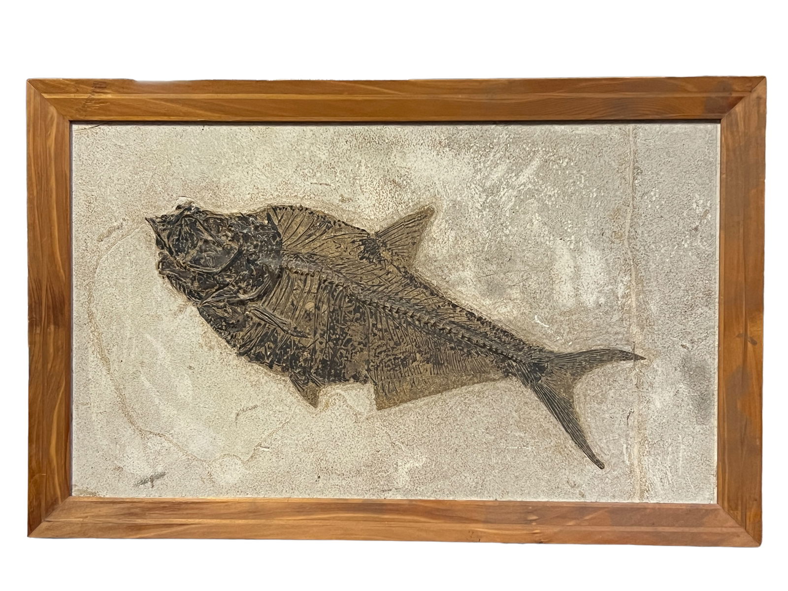 Framed Fish Fossil Rock, Natural (1 of 7)