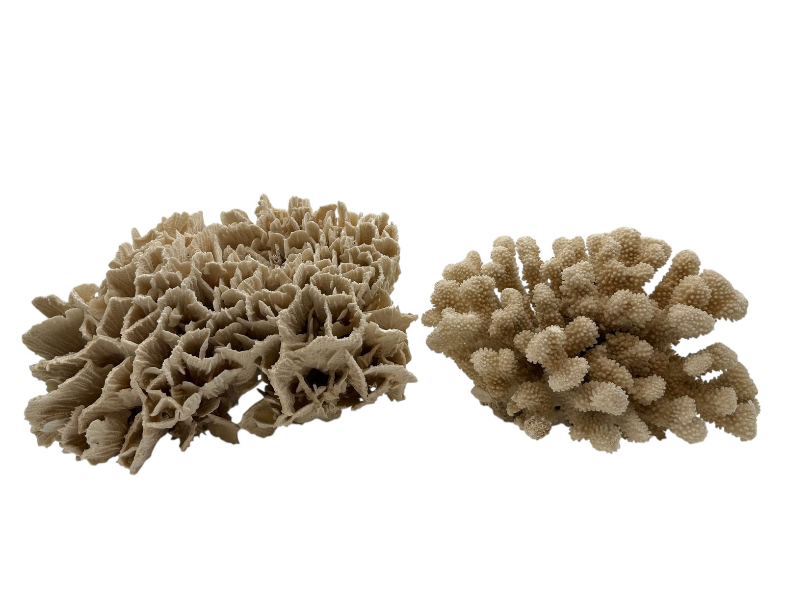 Group of Two Natural Coral Specimens: Group of Two Natural Coral SpecimensH: 8 inches W: 12 inches H: 11 inches W: 13 inches