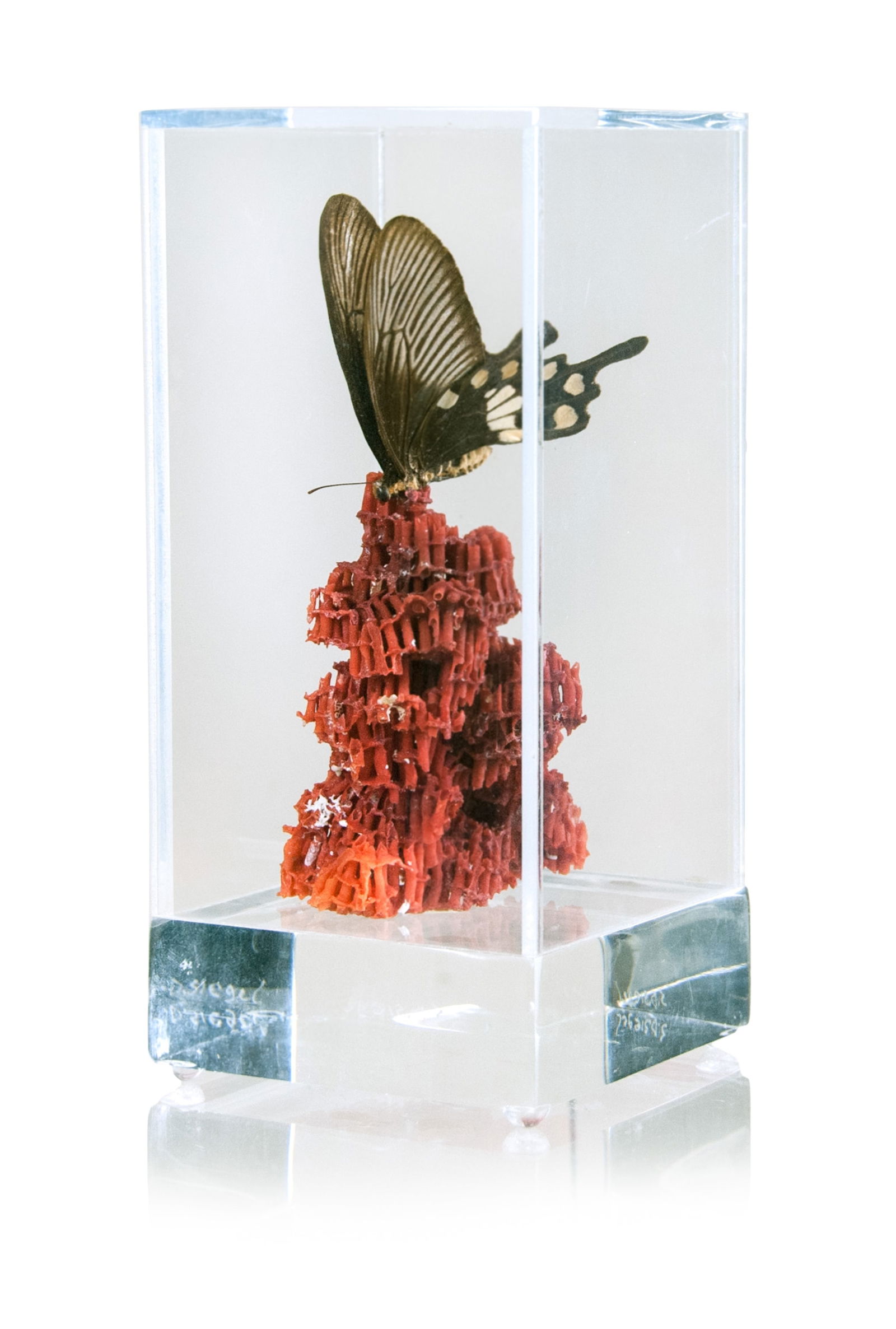 RED PIPE ORGAN CORAL BUTTERFLY DISPLAY: RED PIPE ORGAN CORAL BUTTERFLY DISPLAYA butterfly perched on a red pipe coral display. H:6 1/4in(15.9cm) W:2 3/4in(7cm)