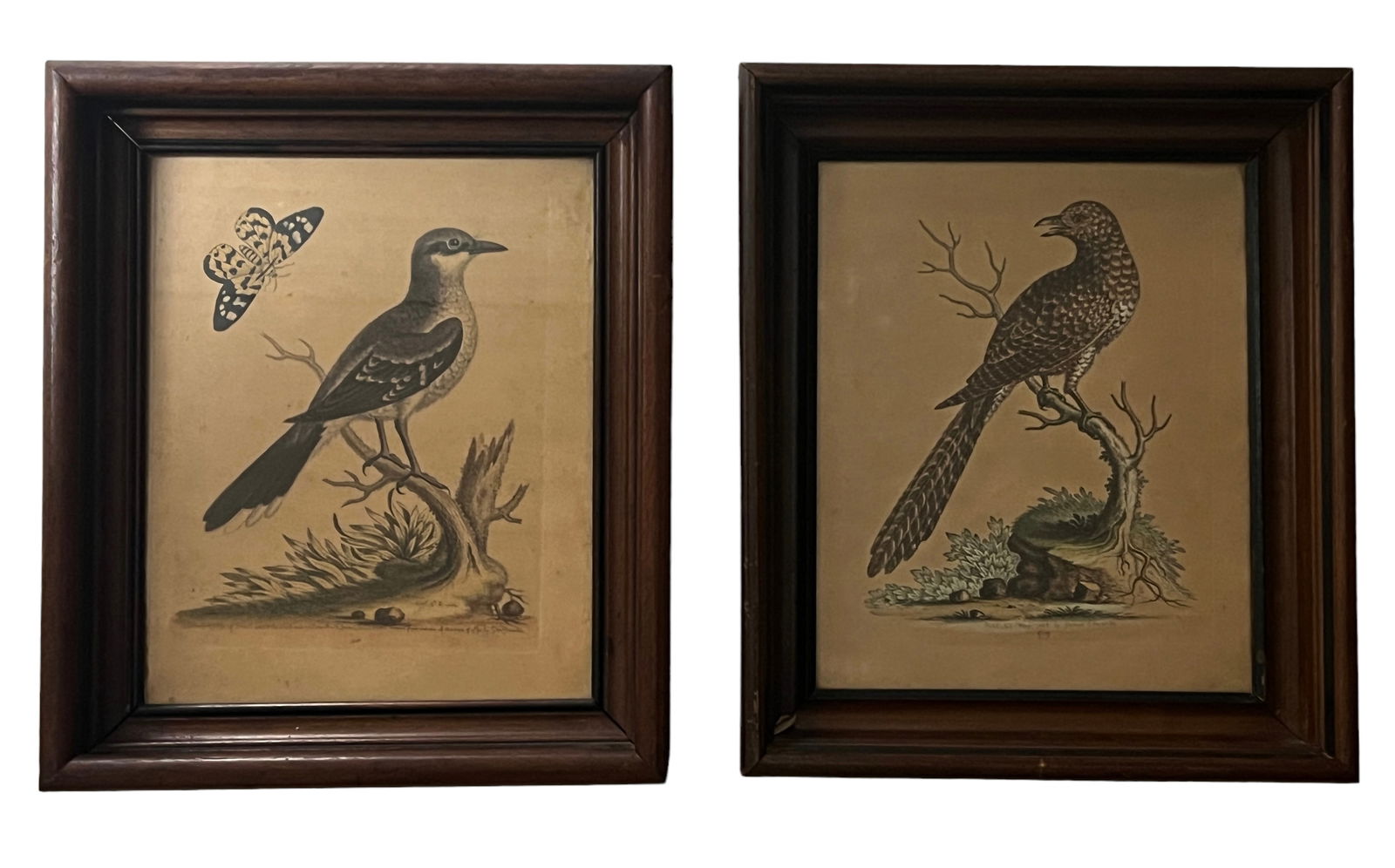 Pair Of Wood Framed Bird Prints (1 of 4)