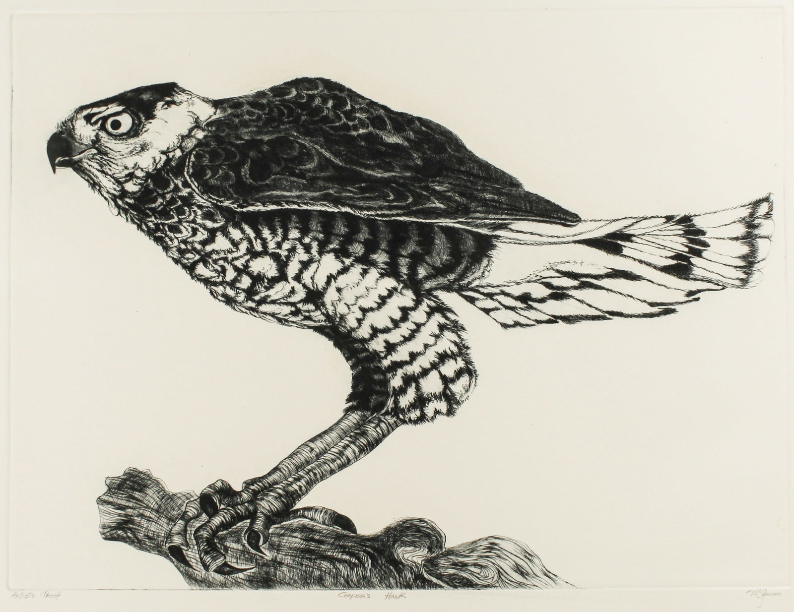 Christine McGinnis (American, 1937-2019) Cooper's Hawk, Etching, Art (1 of 4)