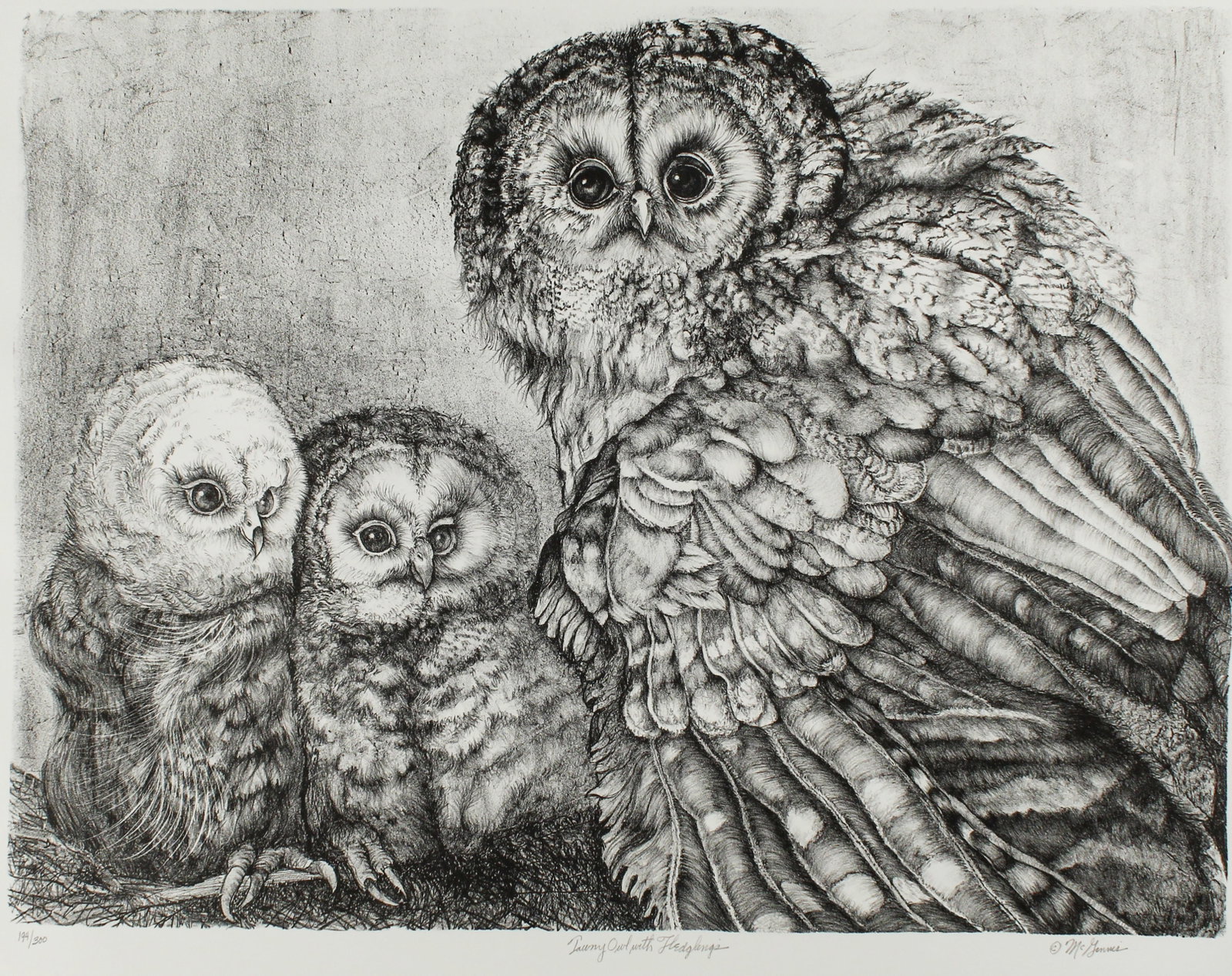 Christine McGinnis (American, 1937-2019) Tawny Owl with Fledglings, Etching, Art: Description: An etching depicting a curious Tawny Owl parent and two fledglings. Title: Tawny Owl with Fledglings Type: Etching Materials: Wove paper, ink Markings & Inscriptions: Signed, titled, and 