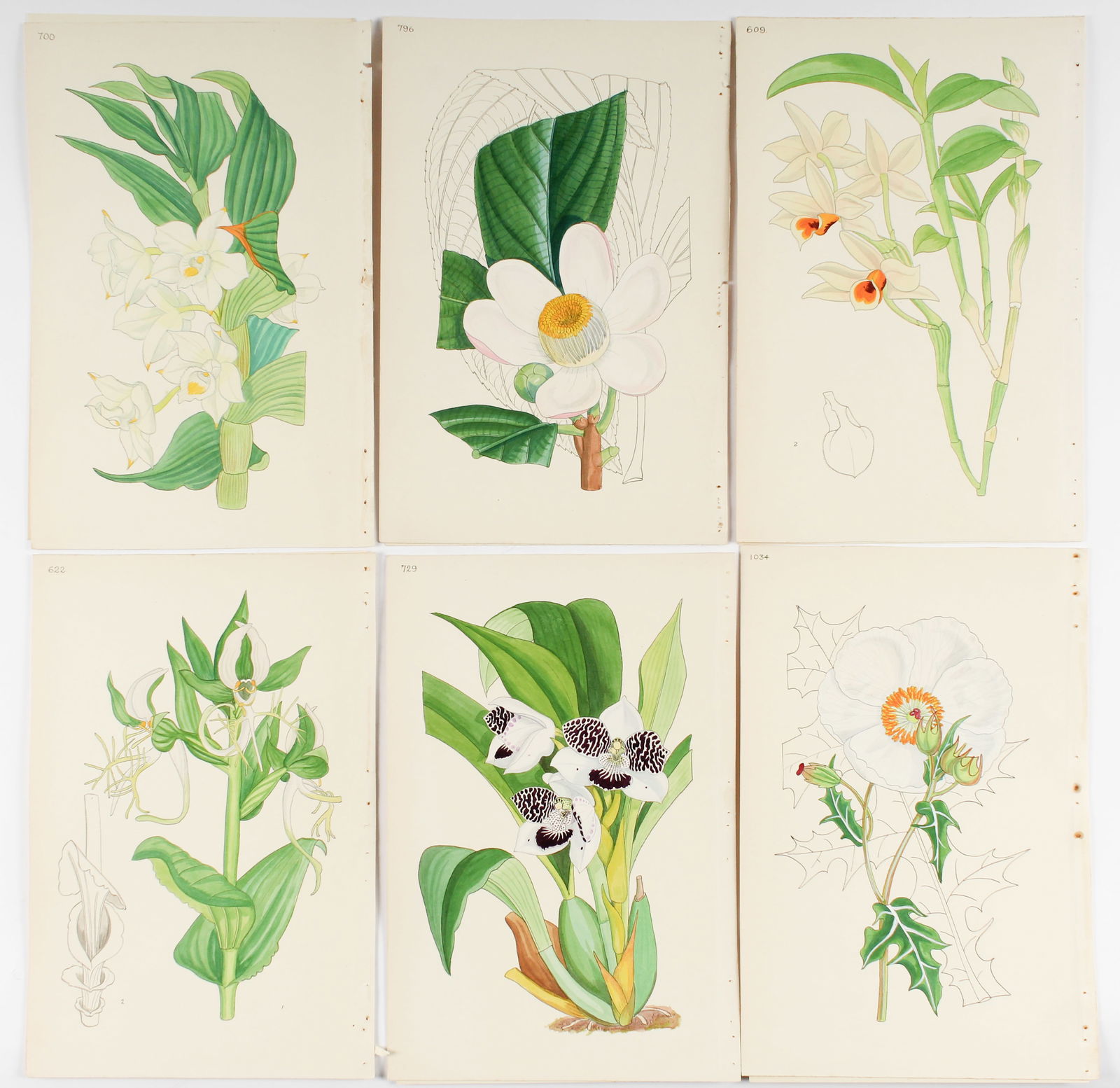 Six Watercolor Botanical Flower Paintings After Walter Hood Fitch, Curtis's Botanical Magazine (1 of 9)