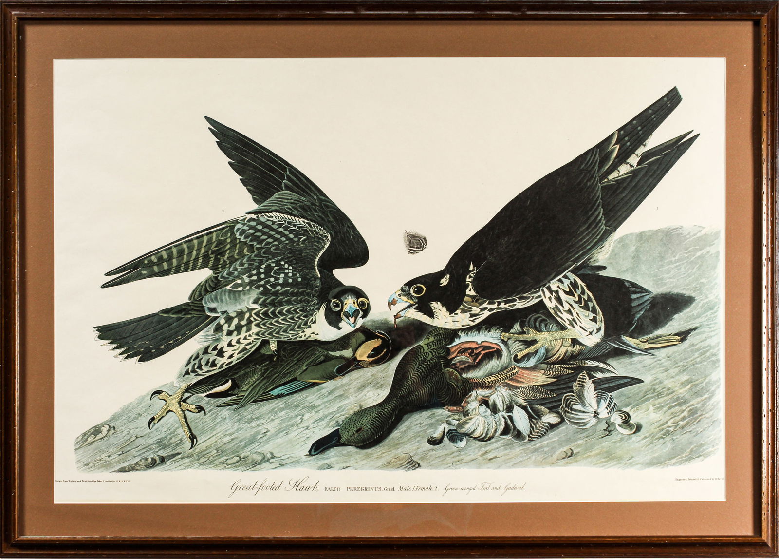 After John James Audubon, Great Footed Hawk, Amsterdam Edition (1 of 5)