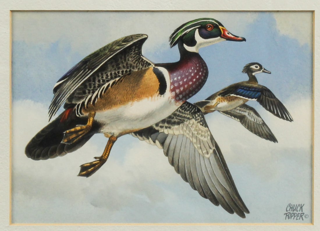 Chuck Ripper (American 1929-2019) Gouache Painting, Wood Ducks, Drake and Hen (1 of 4)