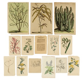 Botanical Engravings Incl. Jan Moninck / Commelin from Horti Medici Amstelodamensis