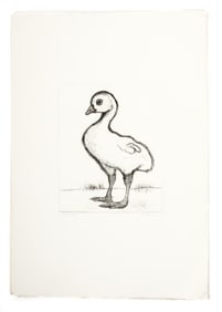 Christine McGinnis (American, 1937-2019) Thirty Signed Etchings "Baby Swan"