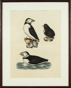 Prideaux John Selby (British, 1788-1861) Hand Colored Engraving, Common Puffin, 1841-1846
