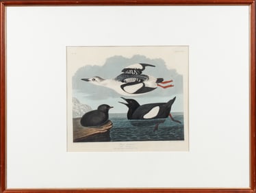 John James Audubon, Black Guillemot, Plate 219 Havell Birds of America