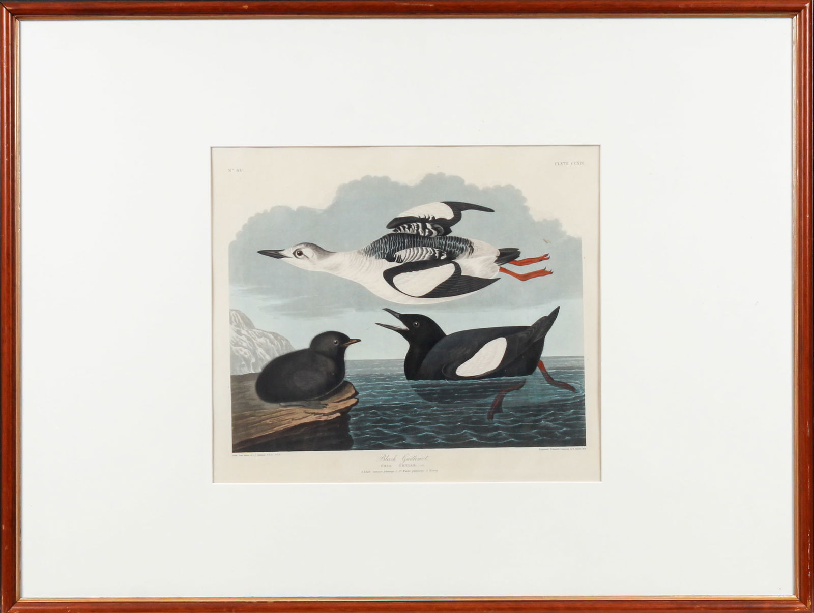 John James Audubon, Black Guillemot, Plate 219 Havell Birds of America (1 of 9)