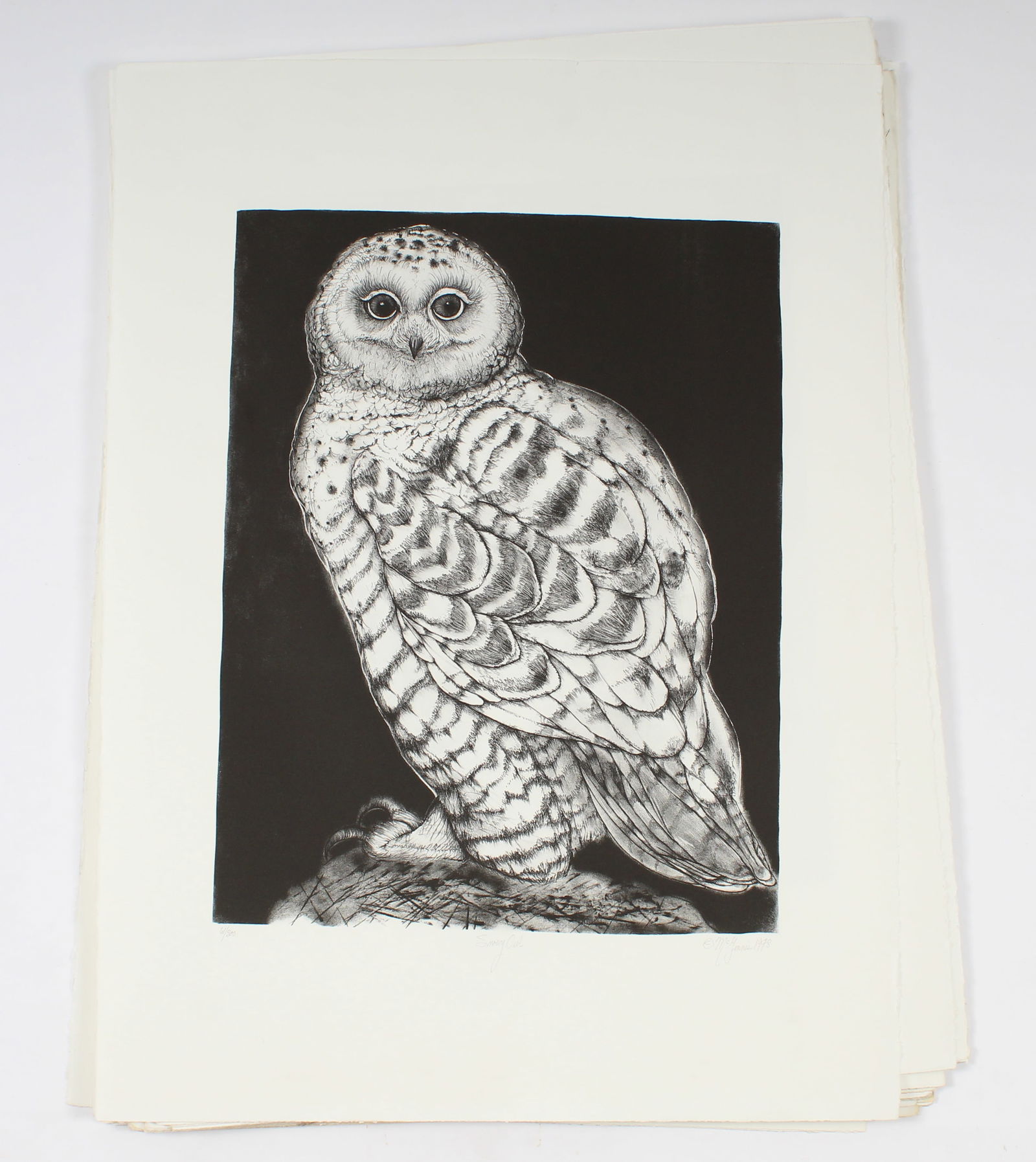 Limited Edition Of Royal Doulton Snowy Owl