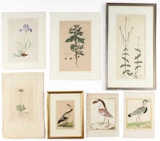 Botanical And Bird Engravings, Watercolor, Incl. Curtis Flora Londinesis, Martinet