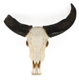 Asiatic Water Buffalo Skull Taxidermy