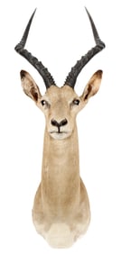 African Impala Taxidermy Shoulder Mount