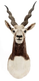 Blackbuck Antelope Taxidermy Shoulder Mount