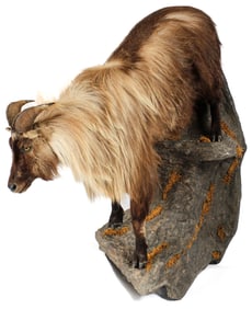 Himalayan Tahr Taxidermy Full Body Mount